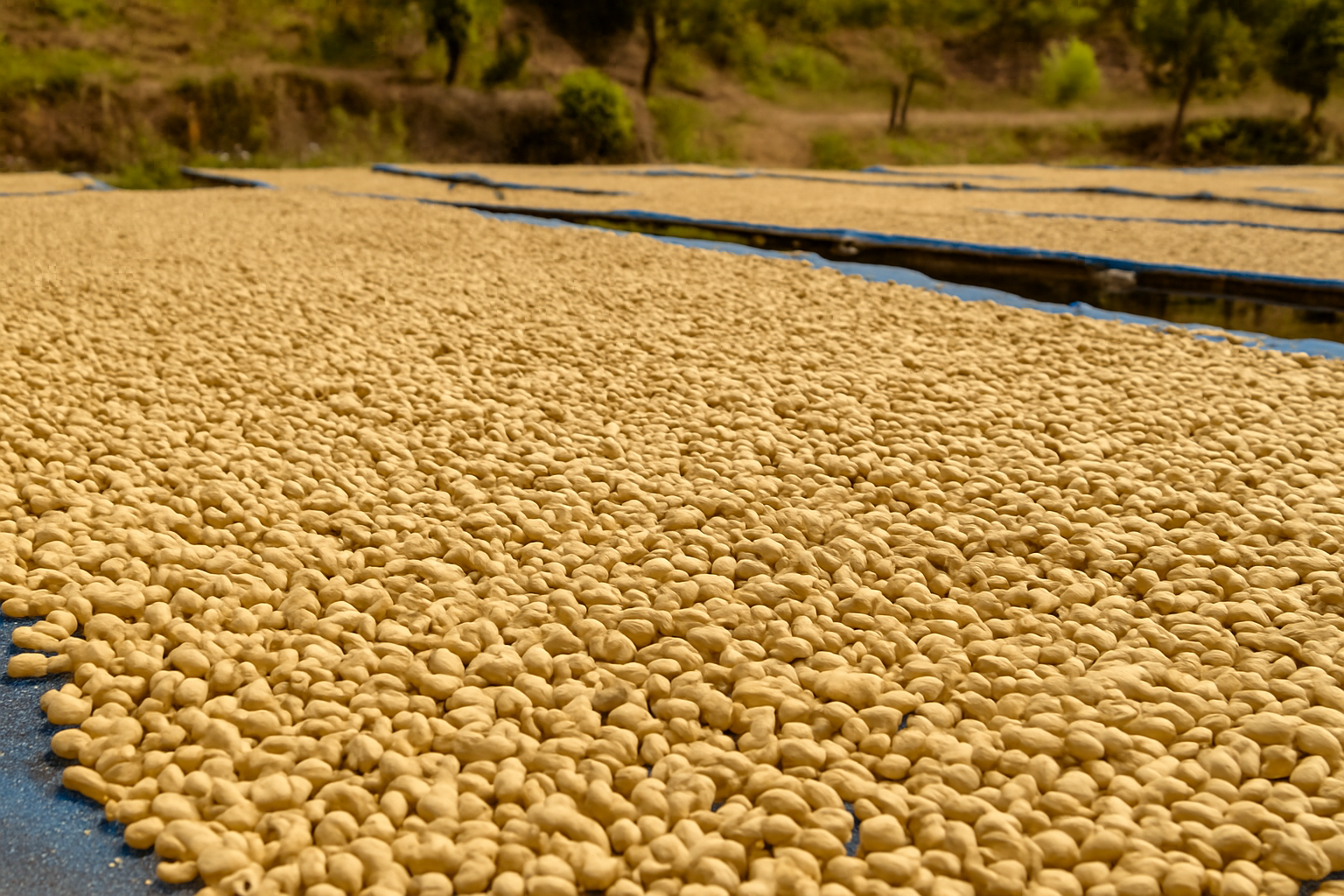 Güneş Altında Doğal Kurutma — Çekirdekler, doğrudan güneş ışığında ve doğal yöntemlerle kurutulur. Bu yöntem, kahvenin doğal aromatik bileşenlerini koruyarak eşsiz bir tat profili kazandırır.