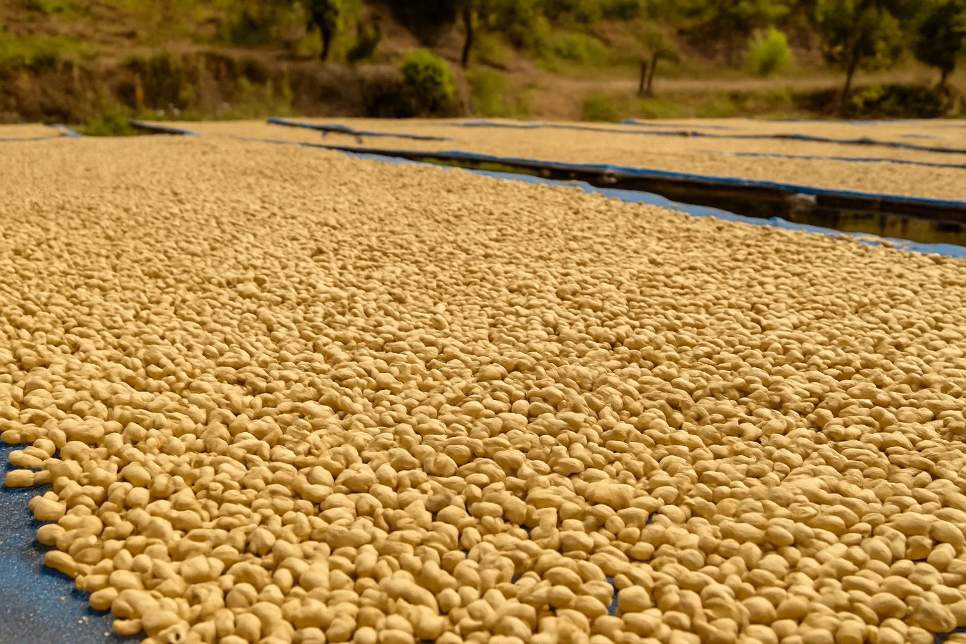 Güneş Altında Doğal Kurutma — Çekirdekler, doğrudan güneş ışığında ve doğal yöntemlerle kurutulur. Bu yöntem, kahvenin doğal aromatik bileşenlerini koruyarak eşsiz bir tat profili kazandırır.